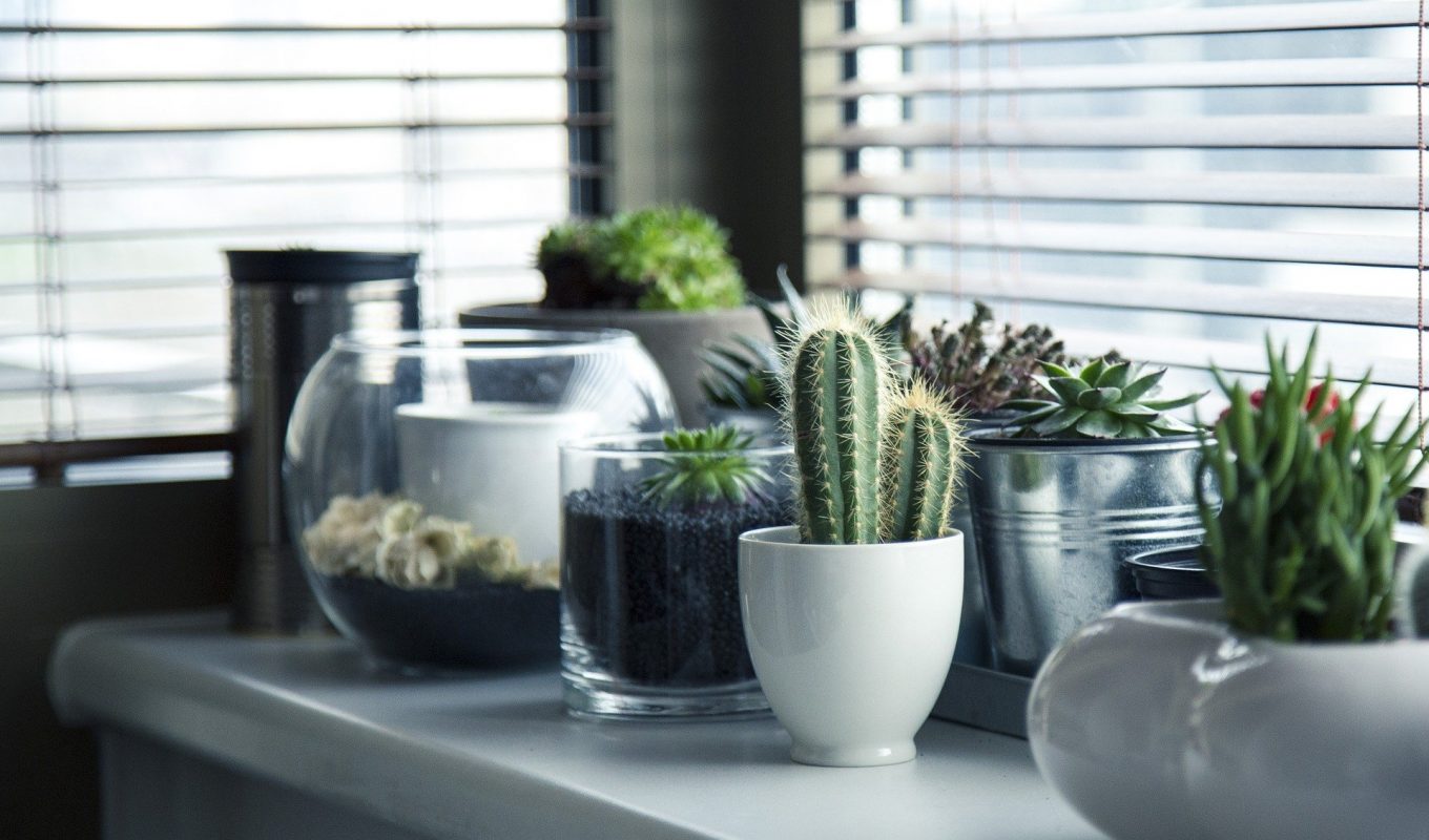 coffee grounds in your garden