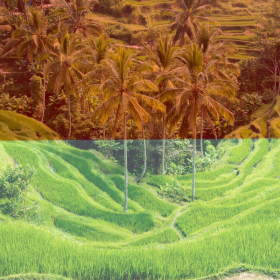 A split image shows terraced rice fields with palm trees; the top half, tinted red, evokes the rich hues of Indonesian Coffee Beans, while the bottom half displays vibrant natural green colors.