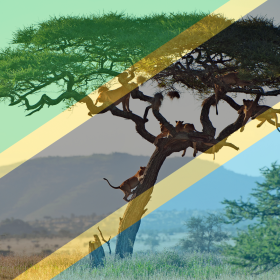 Lions rest in a tree on a savanna, with the flag of Tanzania overlaid across the image, evoking thoughts of Tanzania coffee beans thriving in this rich landscape.
